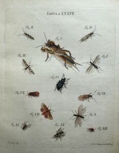 Des papillons traversent les oc&eacute;ans : ces migrations mal connues  - Animaux D&eacute;couverte scientifique Insectes Migrations animales Papillons Recherche scientifique Science Sciences Zoologie