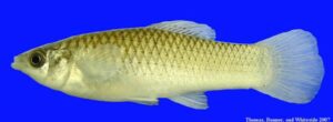 Molly amazone, le poisson qui se reproduit sans m&acirc;le depuis 100 000 ans  - Animaux Biodiversit&eacute; Clonage animal D&eacute;couverte scientifique &Eacute;volution G&eacute;n&eacute;tique Mexique Molly amazone Poisson Recherche scientifique Reproduction animale Science Sciences Texas