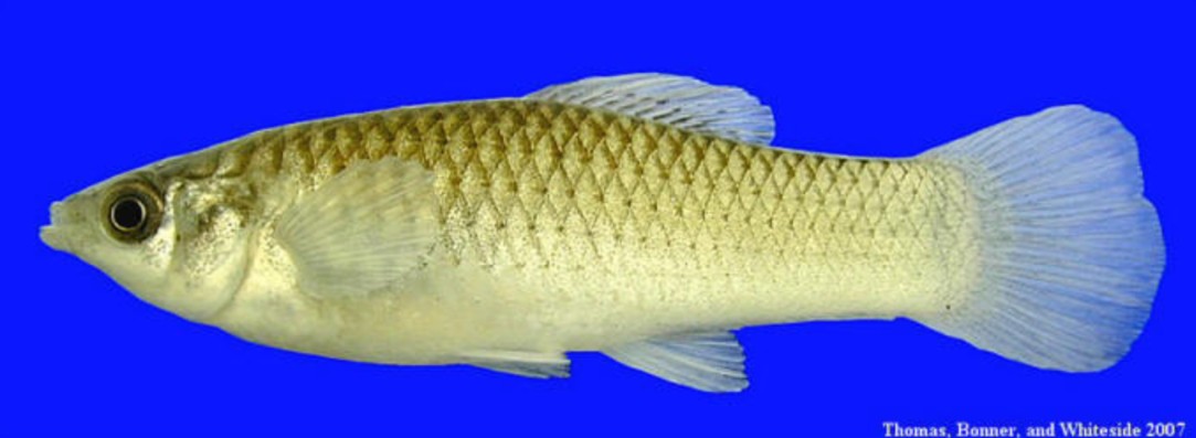 Molly amazone, le poisson qui se reproduit sans m&acirc;le depuis 100 000 ans  - Animaux Biodiversit&eacute; Clonage animal D&eacute;couverte scientifique &Eacute;volution G&eacute;n&eacute;tique Mexique Molly amazone Poisson Recherche scientifique Reproduction animale Science Sciences Texas