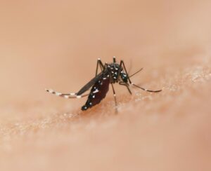 Contre les moustiques, les mares en pleine ville  - Biodiversit&eacute; Biologie Changement climatique Eau &Eacute;cologie Environnement Moustiques Moustiques-tigrestitres Nature Oiseaux Villes