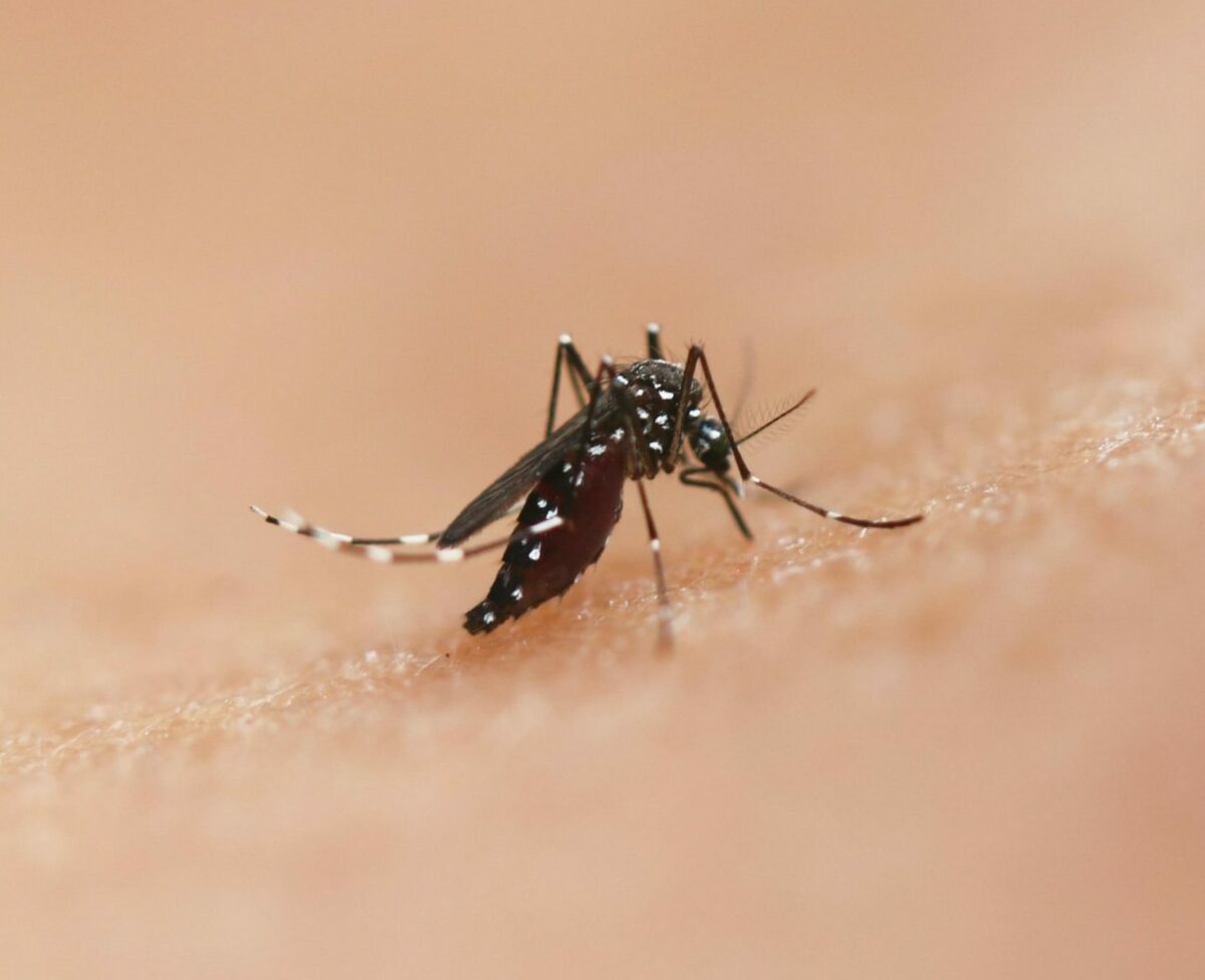 Des centaines de moustiques affam&eacute;s attaquent un &eacute;tudiant en combinaison pour une exp&eacute;rience scientifique  - D&eacute;couverte scientifique Drones &Eacute;tudiants Moustiques Recherche scientifique Science Sciences