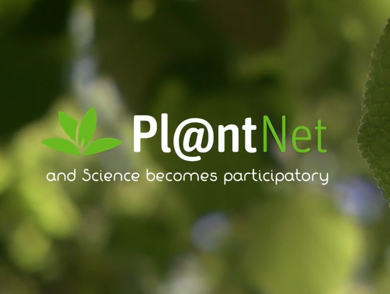 1,3&nbsp;milliard de photos&nbsp;: les dessous de PlantNet, l&rsquo;application qui reconna&icirc;t les plantes  - Biodiversit&eacute; Biologie Botanique Cirad Couverture v&eacute;g&eacute;tale &Eacute;cologie Initiatives Inrae Inria Nature Photographie Plantes PlantNet Pollen Recherche scientifique