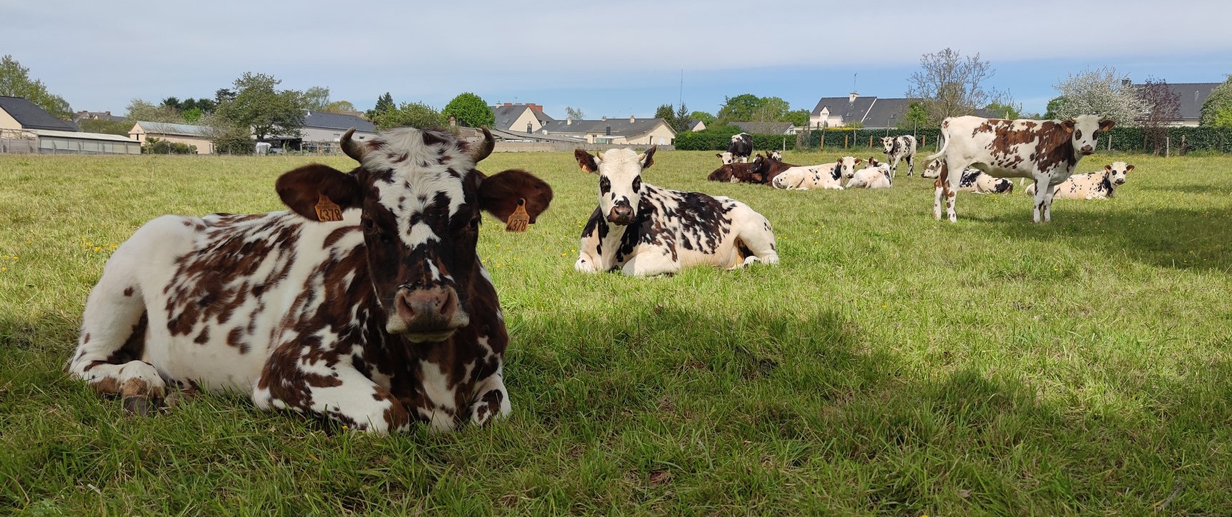 Pless&eacute;, la petite commune qui sauve ses fermes de la disparition  - Agriculture Agriculture Bio Agro&eacute;cologie Bocage Cantine scolaire D&eacute;mocratie D&eacute;veloppement durable Loire-Atlantique Pless&eacute;