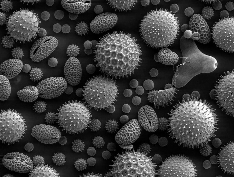 Quand la peste a d&eacute;cim&eacute; la population mondiale, la biodiversit&eacute; a elle aussi chut&eacute;  - Agriculture Biodiversit&eacute; D&eacute;couverte scientifique &Eacute;cologie Europe Histoire Peste noire Pollen Recherche scientifique Science Sciences