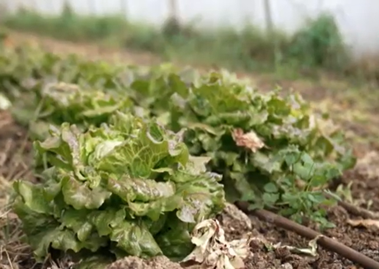 &Agrave; Mouans-Sartoux, une ferme municipale fournit les cantines en bio depuis 15 ans  - Agriculture Agriculture Bio Alimentation Alpes-Maritimes Cantine scolaire Fermes municipales Mouans‑Sartoux Sant&eacute; Sant&eacute; publique