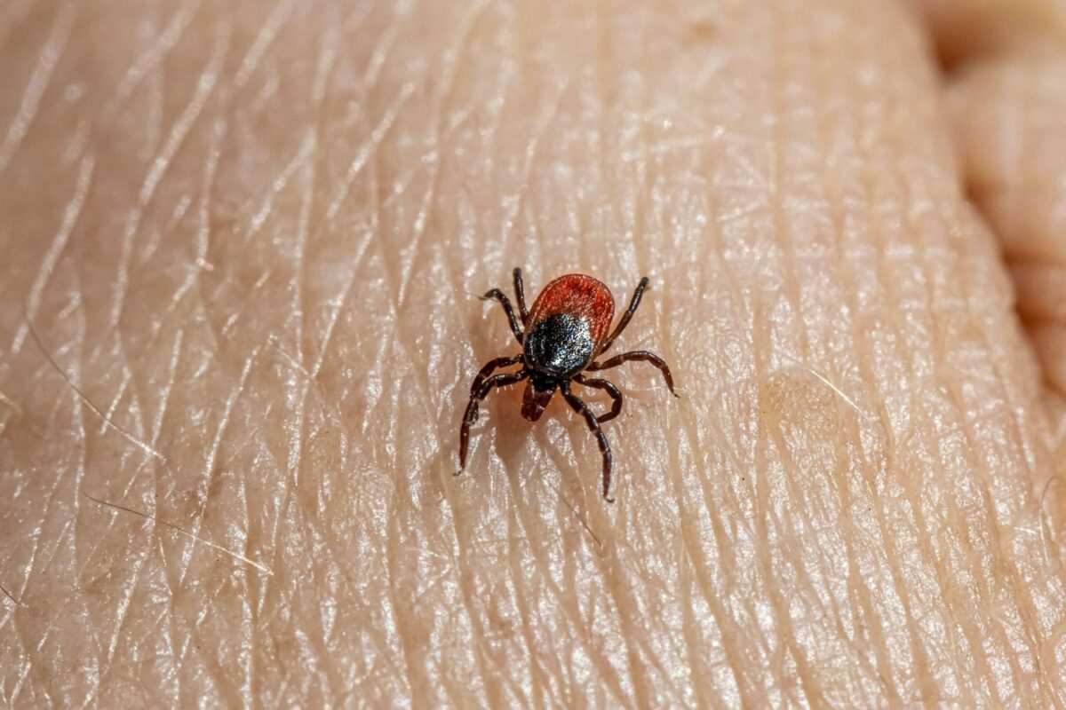15,4&nbsp;% des tiques sont porteuses de la maladie de Lyme (programme CiTIQUE)  - Inrae Maladie Maladie de Lyme Microbes Recherche scientifique Sant&eacute; Science Sciences Tiques Virus