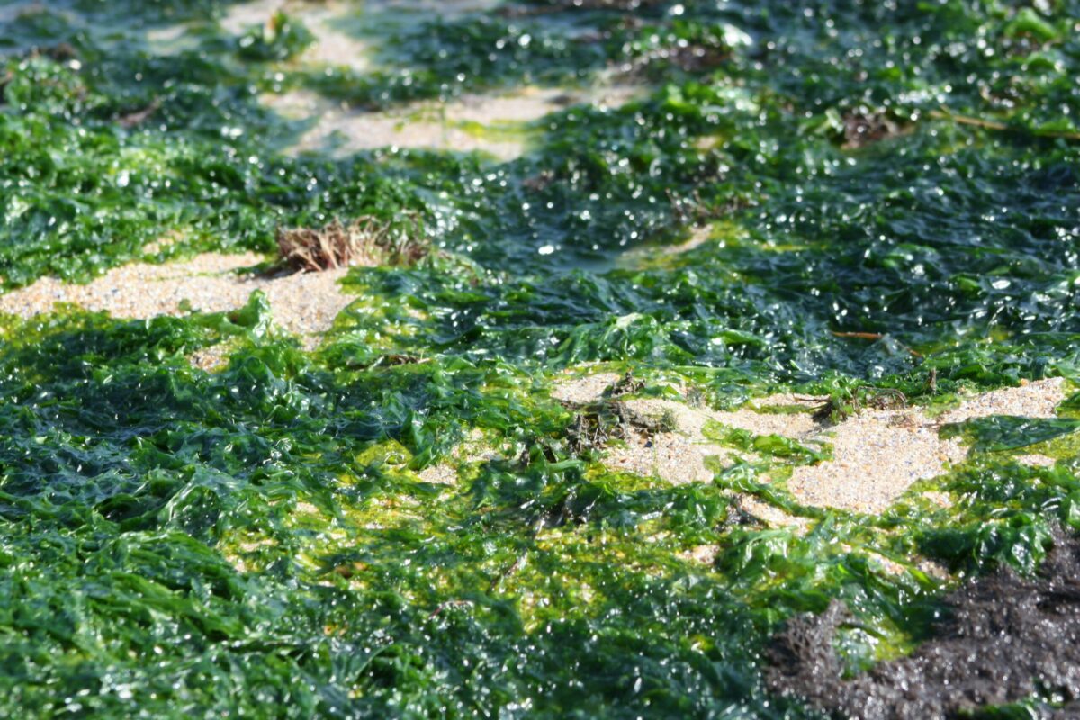 Les algues vertes &eacute;touffent (aussi) les fonds marins  - Agriculture Algues Algues vertes Biodiversit&eacute; Brest Engrais Environnement Lutte environnementale Poisson Politique Pollution Rivi&egrave;res