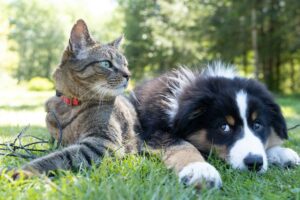 Chiens, oiseaux, chats&hellip; ces discrets imitateurs du quotidien  - Animaux Chats Chevaux Chiens Corbeaux D&eacute;couverte scientifique D&eacute;tente Intelligence animale Recherche scientifique Science Sciences