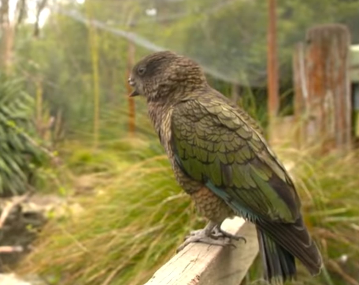 36 combats, z&eacute;ro d&eacute;faite : le perroquet Bruce a fait de son handicap une force  - Animaux Handicap Intelligence animale K&eacute;as Nouvelle-Z&eacute;lande Perroquets Recherche scientifique Science Sciences