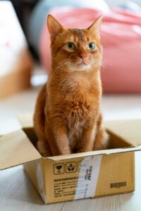 Les animaux de compagnie, c&rsquo;est tr&egrave;s bon pour la sant&eacute;  - Animaux Chats Chiens Empathie M&eacute;decine M&eacute;moire Psychiatrie Psychologie Recherche scientifique Sant&eacute; Sant&eacute; mentale Sant&eacute; publique Science Sciences Soci&eacute;t&eacute; Stress