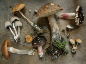 Tchernobyl : des champignons fran&ccedil;ais encore contamin&eacute;s, 40 ans apr&egrave;s  - Arbres Biodiversit&eacute; Biologie Centrales nucl&eacute;aires Champignons &Eacute;cologie Environnement For&ecirc;ts Nuages Nucl&eacute;aire Pollution Pollution radioactive Radioactivit&eacute; Sols Tchernobyl