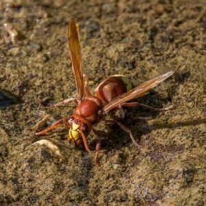 Le frelon oriental picole &agrave; volont&eacute; sans sombrer  - Abeilles Addiction Alcool Alcoolisme Biodiversit&eacute; Frelon oriental Frelons Insectes Insolite Myst&egrave;re Nature Recherche scientifique Science Sciences Vespa orientalis