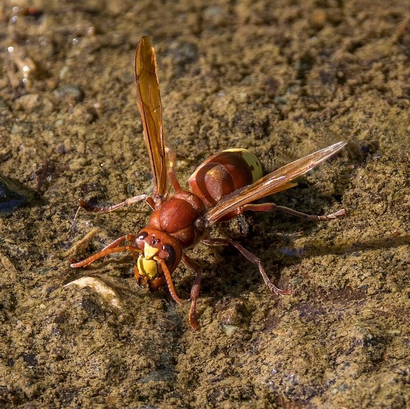 Le frelon oriental picole &agrave; volont&eacute; sans sombrer  - Abeilles Addiction Alcool Alcoolisme Biodiversit&eacute; Frelon oriental Frelons Insectes Insolite Myst&egrave;re Nature Recherche scientifique Science Sciences Vespa orientalis