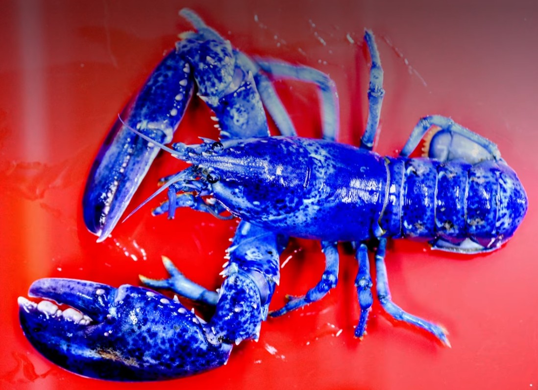 Neptune, un homard bleu &eacute;lectrique &agrave; une chance sur 2 millions  - ADN Animaux Biodiversit&eacute; Biologie Crustac&eacute;s Environnement &Eacute;volution G&eacute;n&eacute;tique Homards Massachusetts Nature Oc&eacute;an atlantique Oc&eacute;ans P&ecirc;che Science Sciences