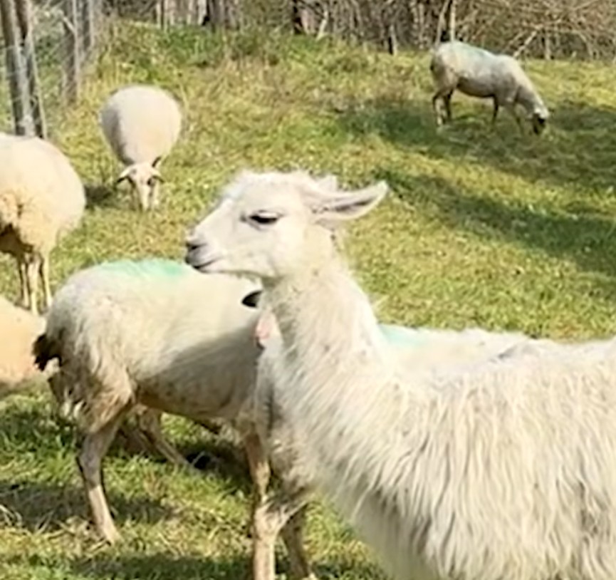 Serge le lama veille sur un troupeau de brebis, repoussant renards et chiens errants  - Agriculture Animaux Biodiversit&eacute; Brebis D&eacute;tente &Eacute;cologie &Eacute;levage Lamas Moutons Nature Renard