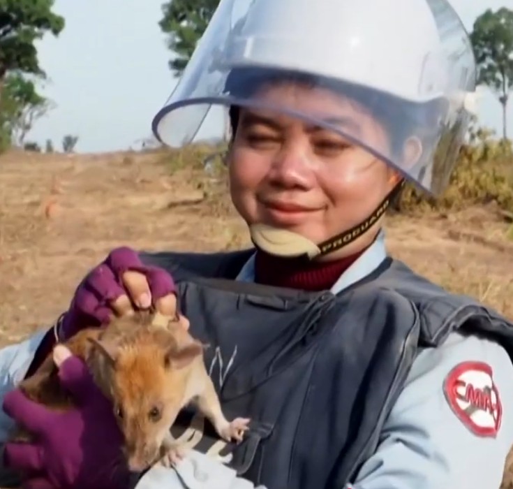 Au Cambodge, une statue pour honorer Magawa, le rat "d&eacute;mineur"  - Cambodge D&eacute;minage Rats Vid&eacute;o