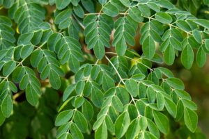 &laquo;&nbsp;Arbre miracle&nbsp;&raquo;, le moringa &eacute;limine 98 % des microplastiques de l'eau, mieux que les produits chimiques  - Arbres Biologie D&eacute;couverte scientifique &Eacute;gypte Environnement Microplastiques Plastiques Sant&eacute; Science Sciences