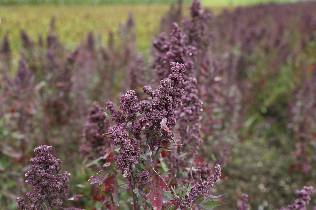 Le quinoa d&rsquo;Anjou, 4000 ha qui soignent les sols et les humains  - Agriculture Agriculture Bio Agro&eacute;cologie Alimentation Cadmium &Eacute;cologie Environnement Lutte environnementale Quinoa Sols