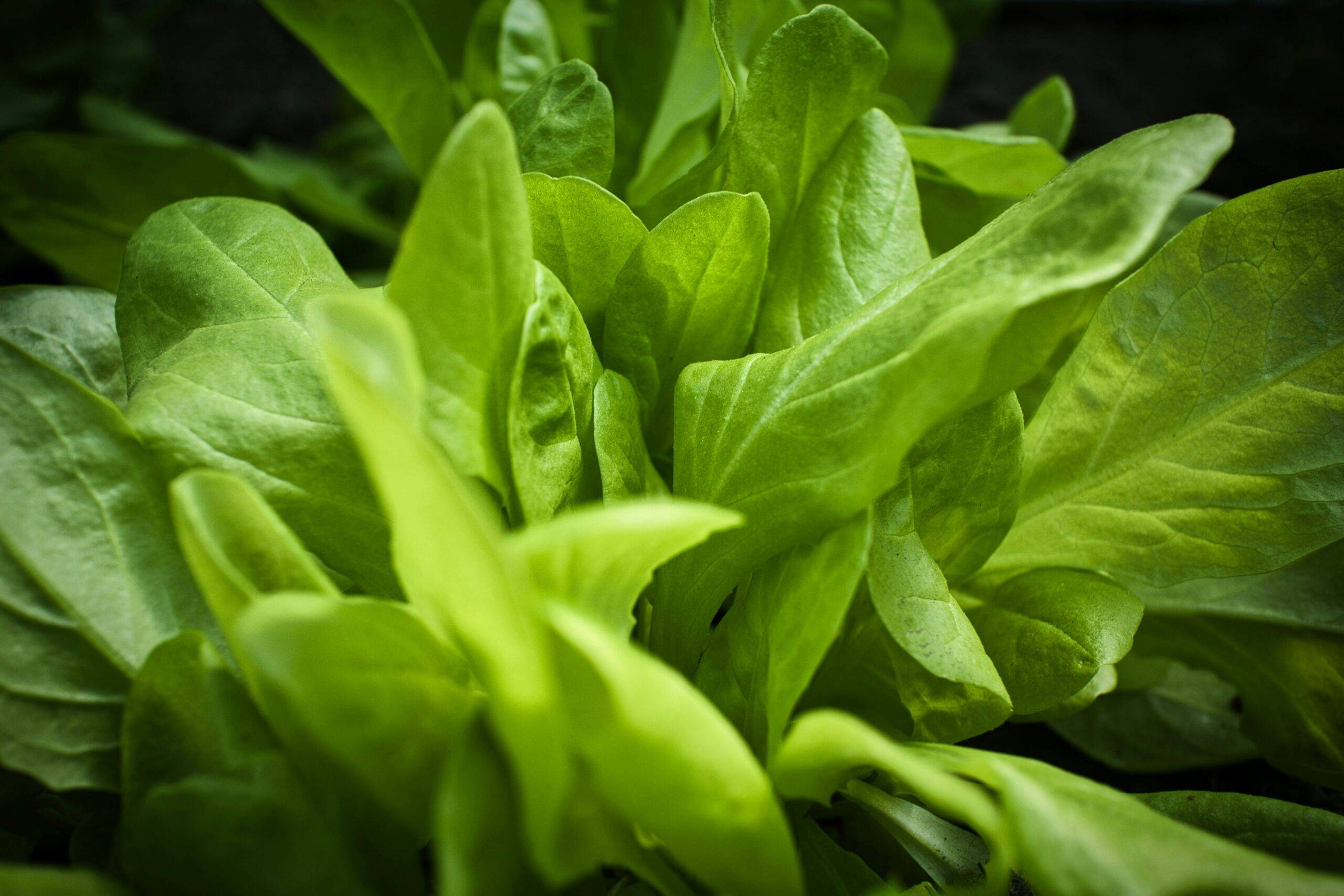 Pesticides interdits : le &laquo; roi de la salade &raquo; et son fournisseur condamn&eacute;s  - Agriculture Alimentation Amende Environnement Justice Lutte environnementale Marseille Pesticides Politique Agricole Commune (PAC) Pollution Prison Produits phytopharmaceutiques Produits phytosanitaires Sant&eacute; Sant&eacute; publique