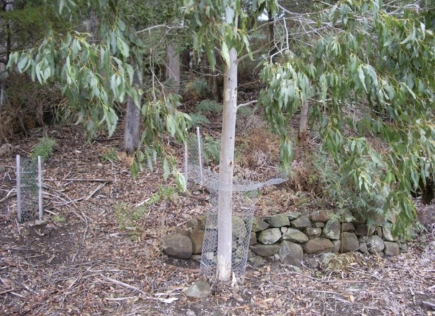 En Tasmanie, des retrait&eacute;s recr&eacute;ent une for&ecirc;t native &agrave; partir de rien  - Action environnementale Agriculture Arbres Australie Biodiversit&eacute; Botanique Climat D&eacute;forestation D&eacute;tente &Eacute;cologie Environnement For&ecirc;ts Initiatives Nature Retraites Vid&eacute;o