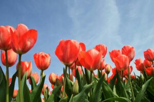 Des militants s&egrave;ment la contestation dans des champs de tulipes  - Action environnementale Agriculture Cancer Cancer Col&egrave;re &Eacute;cologie Environnement Finist&egrave;re Glyphosate Lutte environnementale Maladie Pesticides Plantes Pollution Sant&eacute; Sant&eacute; publique Sols Soul&egrave;vements de la Terre Tulipes