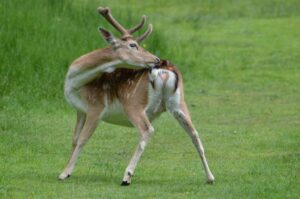 La gendarmerie alerte sur les risques des chevreuils ivres sur la route  - Alcool Animaux D&eacute;tente For&ecirc;ts Gendarmerie Humour Nature Vid&eacute;o