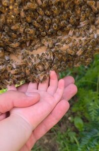 L&rsquo;annonce aux abeilles : un apiculteur pr&eacute;sente sa fille &agrave; ses ruches  - Abeilles Apiculture Biodiversit&eacute; Culture Environnement Insectes Insolite Nature