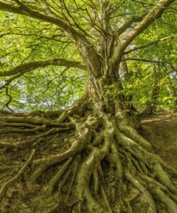 Le g&eacute;nie des plantes : quand s&rsquo;adapter devient un art  - Biodiversit&eacute; Biologie &Eacute;cologie Nature Plantes Recherche scientifique Science Sciences Tomate Tomates