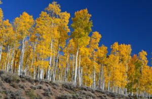 Pando : un arbre de 47 000 troncs et de 16 &agrave; 80&nbsp;000 ans d'&acirc;ge&hellip;  - Arbres Biologie Environnement For&ecirc;ts Nature Utah