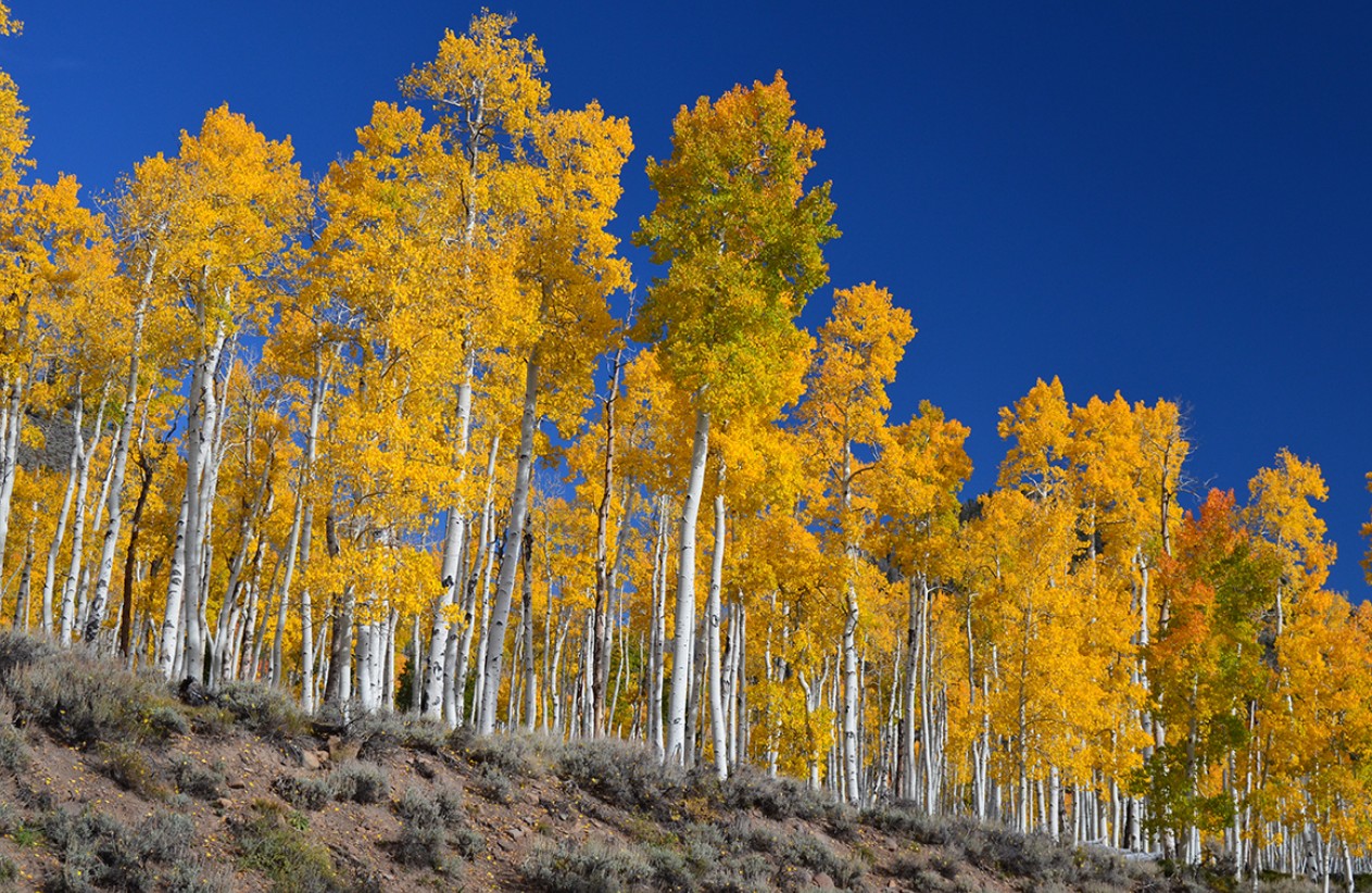 Pando : un arbre de 47 000 troncs et de 16 &agrave; 80&nbsp;000 ans d'&acirc;ge&hellip;  - Arbres Biologie Environnement For&ecirc;ts Nature Utah