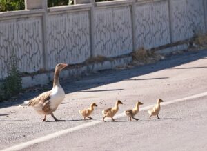 &Agrave; Varsovie, au printemps, les canards ont la priorit&eacute; sur la route  - Action environnementale Animaux Canards Environnement Oiseaux Patience Pologne Solidarit&eacute; Varsovie Voitures