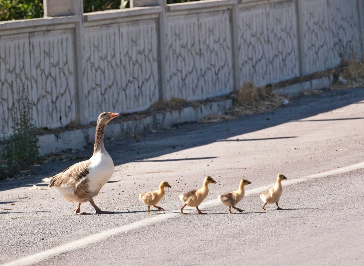 &Agrave; Varsovie, au printemps, les canards ont la priorit&eacute; sur la route  - Action environnementale Animaux Canards Environnement Oiseaux Patience Pologne Solidarit&eacute; Varsovie Voitures