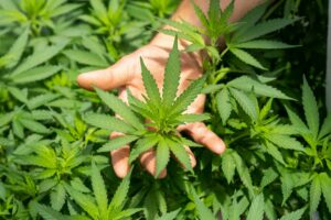 Aliments au CBD interdits &agrave; partir du 15 mai&nbsp;: une d&eacute;cision "aberrante" pouvant "tuer plus de 2 000 boutiques"  - Agriculture CBD Chanvre Conf&eacute;d&eacute;ration paysanne Direction g&eacute;n&eacute;rale de l'alimentation (DGAL) Entreprises