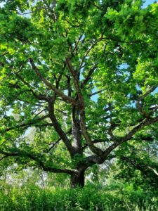Apr&egrave;s 40 ans d&rsquo;efforts, une tourbi&egrave;re irlandaise restaur&eacute;e par un couple de retrait&eacute;s  - Action environnementale Arbres Biodiversit&eacute; &Eacute;cologie Environnement For&ecirc;ts Initiatives Irlande Lutte environnementale Nature Plantes Sols Zones humides