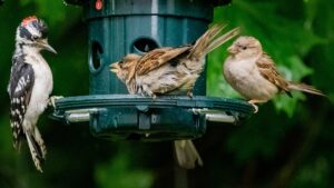 Parasites de couv&eacute;e : l&rsquo;art discret de sous-traiter la parentalit&eacute; de ses petits  - Biodiversit&eacute; Biologie &Eacute;cologie Insectes Nature Oiseaux Recherche scientifique Science Sciences