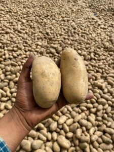 En Bretagne, des algues pour stimuler les pommes de terre  - Agriculture Algues Alimentation Bact&eacute;ries Biodiversit&eacute; Biologie Bretagne Champignons Changement climatique Climat CNRS Culture D&eacute;tente &Eacute;cologie Environnement Micro-organisme Pesticides Pomme de terre S&eacute;cheresse Stress