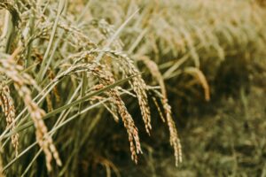 En Tha&iuml;lande, les microbes remplacent les br&ucirc;lis dans les rizi&egrave;res  - Agriculture &Eacute;cologie Engrais Environnement Initiatives Innovations Lutte environnementale Micro-organisme Microbes Riz Sols Tha&iuml;lande