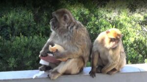 &Agrave; Gibraltar, les singes pratiquent l&rsquo;autom&eacute;dication pour compenser la malbouffe touristique  - Alimentation Animaux Biodiversit&eacute; &Eacute;cologie Environnement Gibraltar Nature Primates Recherche scientifique Science Sciences Singes