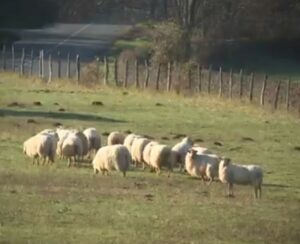 Brebis contre b&eacute;ton&nbsp;: la bataille de Marienia au Pays basque  - Agriculture Bergerie Bouygues Brebis &Eacute;cologie Environnement Immobilier Initiatives Lutte environnementale Manifestation Pays basque
