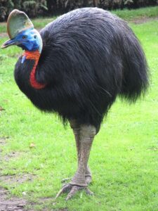 L&rsquo;&eacute;nigme ultraviolette du casoar  - Animaux Australie Biodiversit&eacute; Biologie Casoar D&eacute;couverte scientifique Nature Oiseaux Recherche scientifique Science Sciences