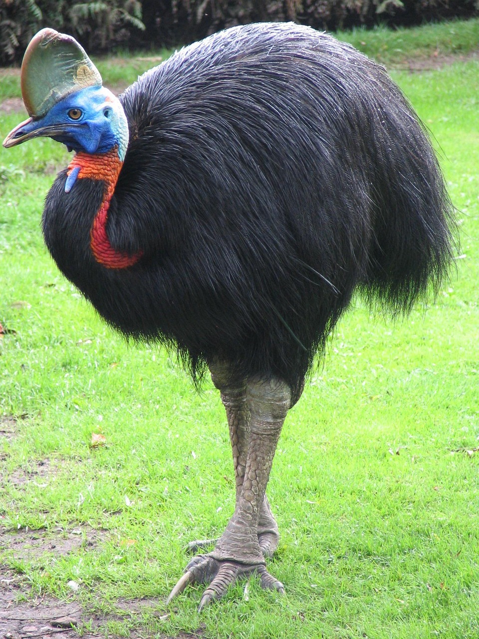 L&rsquo;&eacute;nigme ultraviolette du casoar  - Animaux Australie Biodiversit&eacute; Biologie Casoar D&eacute;couverte scientifique Nature Oiseaux Recherche scientifique Science Sciences
