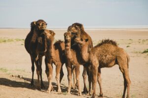 En Afrique, les chameaux craquent, touch&eacute;s par la hausse des temp&eacute;ratures  - Afrique Animaux Biodiversit&eacute; Chameaux Changement climatique Climat D&eacute;sert Kenya Sahara S&eacute;cheresse Somalie