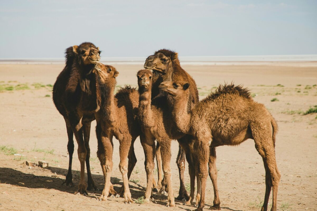 En Afrique, les chameaux craquent, touch&eacute;s par la hausse des temp&eacute;ratures  - Afrique Animaux Biodiversit&eacute; Chameaux Changement climatique Climat D&eacute;sert Kenya Sahara S&eacute;cheresse Somalie