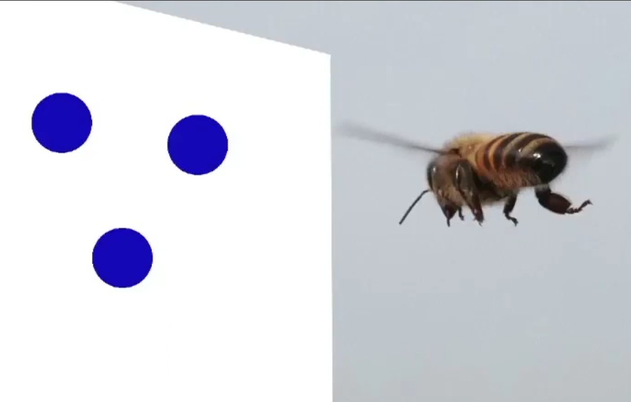 Oui, les abeilles savent compter !  - Abeilles Biologie D&eacute;couverte scientifique Insectes Intelligence animale Math&eacute;matiques Nature Neurosciences Recherche scientifique Science Sciences