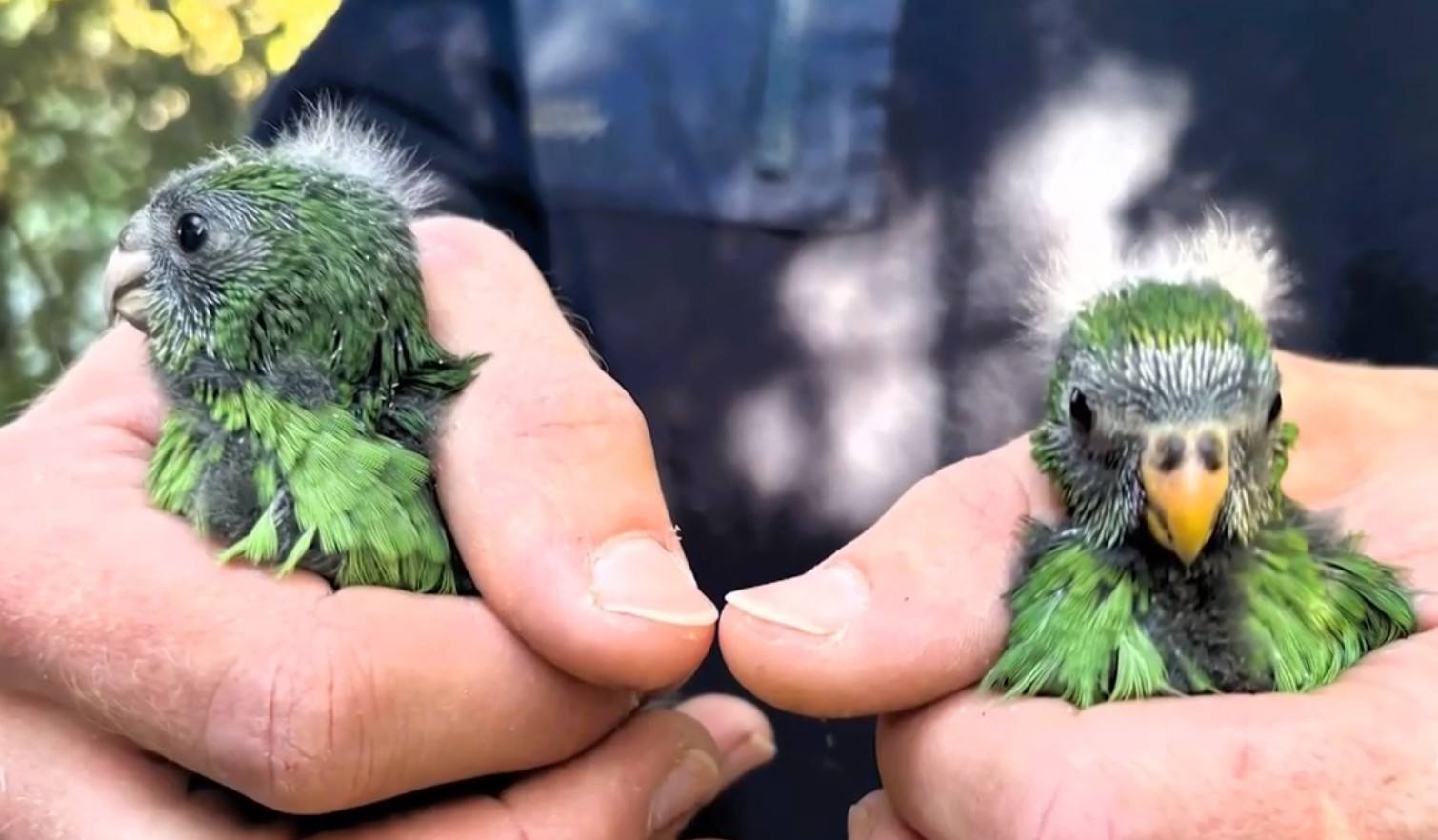 En Nouvelle-Z&eacute;lande, un couple de perruches hyperactif relance son esp&egrave;ce  - Animaux Bien-&ecirc;tre animal Biodiversit&eacute; Environnement Nouvelle-Z&eacute;lande Oiseaux
