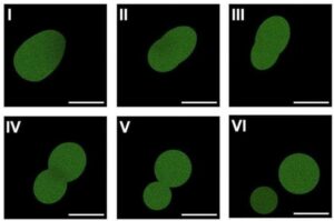 SpudCell&nbsp;: une forme de vie 100% synth&eacute;tique capable de manger et de se reproduire  - Biologie Biotechnologie D&eacute;couverte scientifique Minnesota Recherche scientifique Science Sciences Universit&eacute;