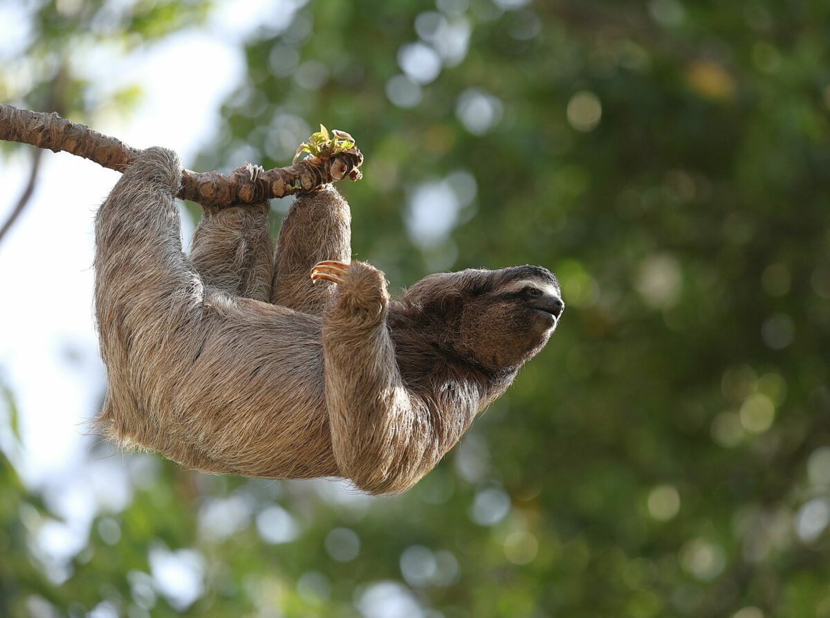 Le paresseux, un &eacute;cosyst&egrave;me suspendu  - Amazonie Am&eacute;rique du sud Animaux Biodiversit&eacute; Biologie Environnement Paresseux