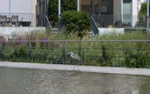Berlin veut devenir une &laquo;&nbsp;ville &eacute;ponge&nbsp;&raquo;&nbsp;face &agrave; la s&eacute;cheresse  - Action environnementale Allemagne Arbres Berlin B&eacute;ton Biodiversit&eacute; Changement climatique Eau &Eacute;cologie Environnement Initiatives