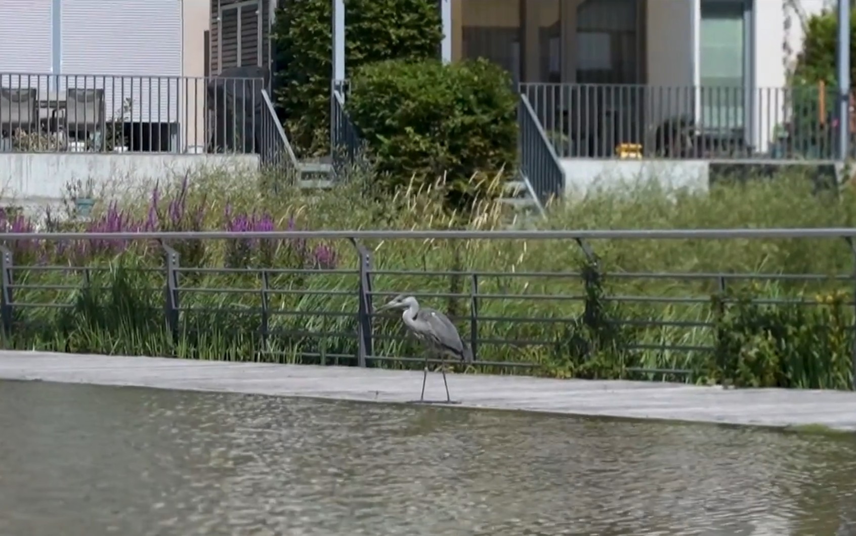 Berlin veut devenir une &laquo;&nbsp;ville &eacute;ponge&nbsp;&raquo;&nbsp;face &agrave; la s&eacute;cheresse  - Action environnementale Allemagne Arbres Berlin B&eacute;ton Biodiversit&eacute; Changement climatique Eau &Eacute;cologie Environnement Initiatives