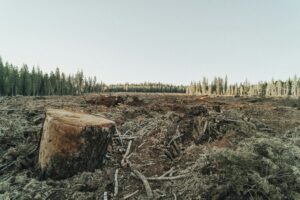 Amazonie : 1,4 million d&rsquo;hectares de for&ecirc;t menac&eacute;s apr&egrave;s la fin du moratoire sur le soja  - Amazonie Arbres Biodiversit&eacute; Changement climatique Climat D&eacute;forestation &Eacute;cologie Environnement For&ecirc;ts Recherche scientifique Science Sciences